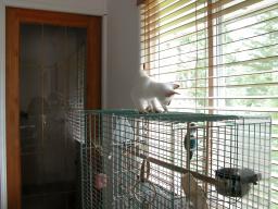 kittens - 071507 1